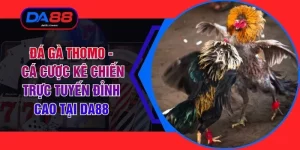 Đá Gà Thomo - Cá Cược Kê Chiến Trực Tuyến Đỉnh Cao Tại DA88