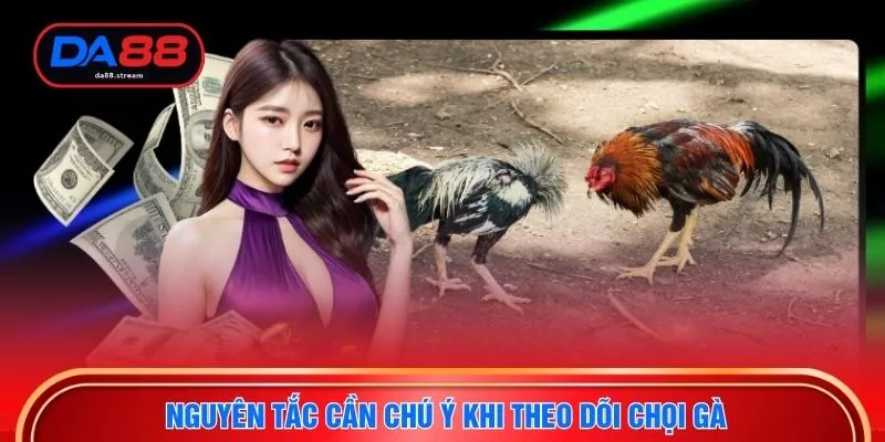 Nguyên tắc cần chú ý khi theo dõi chọi gà